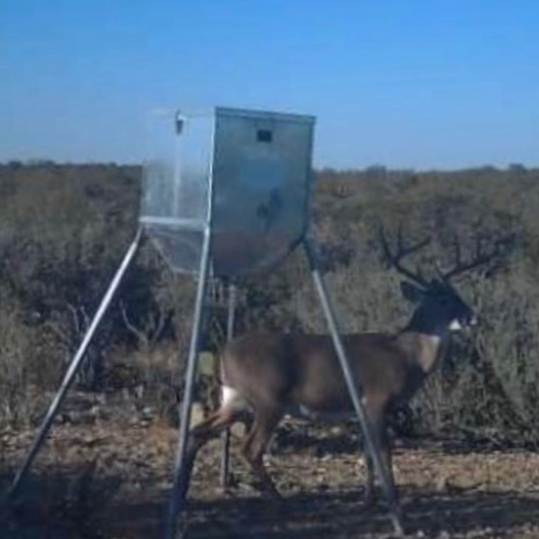 Texas Edition 12 Volt 300LB Stand and Fill Feeder